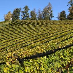 Wanderung in den südsteirischen Weinbergen mit Hans Knauhs, 13. Oktober 2023