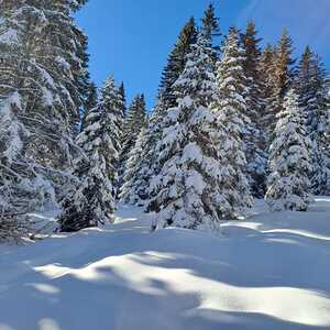 Schneeschuhwanderung auf den Bärofengipfel, 20.1.2024