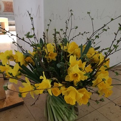 Foto: Christine Ornig Narzissen - Zeichen der (Kreuz)-Verehrung