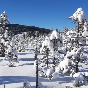 Schneeschuhwanderung auf den Bärofengipfel, 20.1.2024