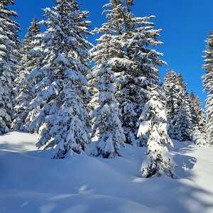 Schneeschuhwanderung auf den Bärofengipfel, 20.1.2024