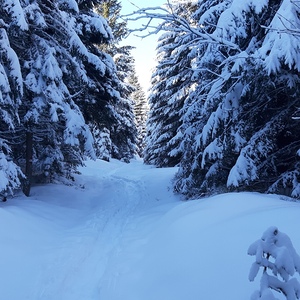 Schneeschuhwanderung auf den Bärofengipfel, 20.1.2024